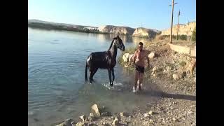 Sıcaktan bunalan atlar Fırat Nehri’nde serinletildi